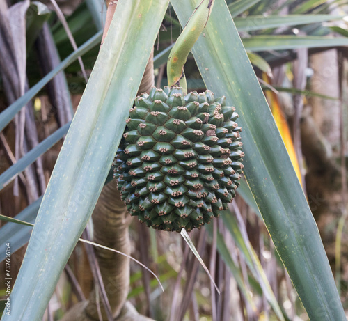 Photo of Pandanus tree and fruit photo