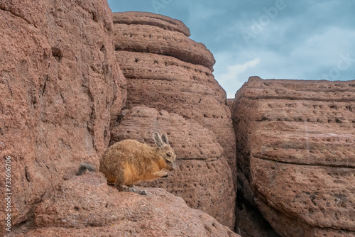 Southern Viscacha or vizcacha (Lagidium viscacia), rare rodents found in rocky high mountains  in Argentina, Bolivia, Chile, and Peru photo
