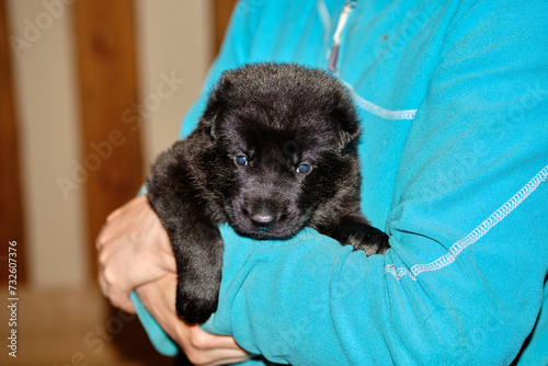 beautiful, adorable black German Shepherd puppy on his owner's arms in Bredebolet Skaraborg Sweden © LightTheurgist