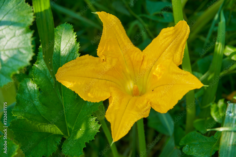 pumpkin flower, flowering pumpkin flower in the garden in summer