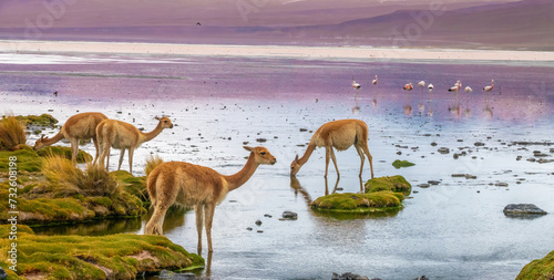 Nature show: vicuñas or vicunas (Lama vicugna) and flamingos in the spectacular landscape of the Laguna Colorada, Eduardo Avaroa National Reserve, Bolivia