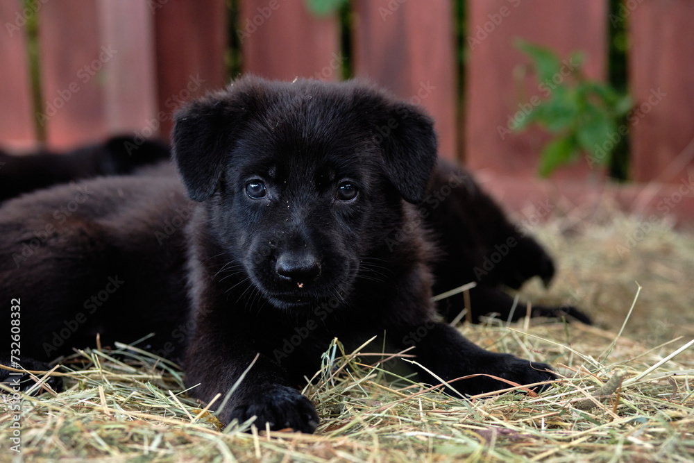 beautiful, adorable black German Shepherd puppy in Bredebolet Skaraborg Sweden