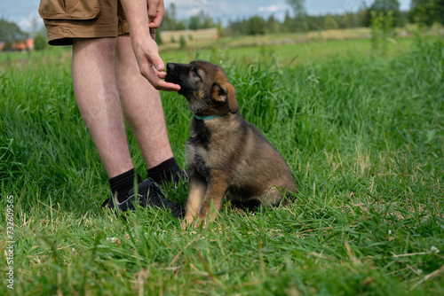 beautiful, adorable German Shepherd puppy on his owner's arms in Bredebolet Skaraborg Sweden