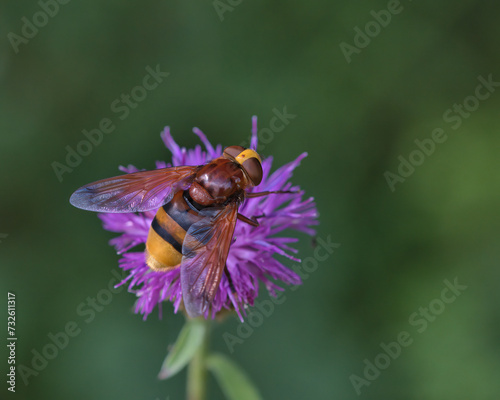  Hornet mimic hoverfly on a purple flower 