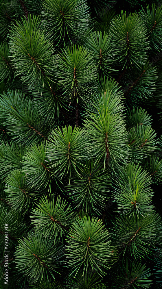 Green spruce branches as a natural background, close-up