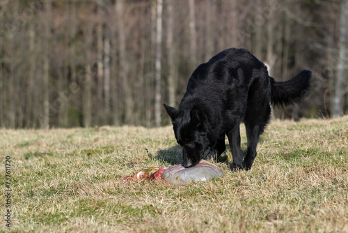 A beautiful German Shepherd dog eat lamb offal in a meadow in Bredebolet in Skaraborg in Vaestra Goetaland in Sweden photo