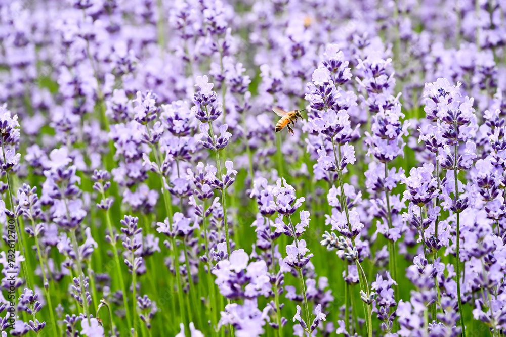 Beautiful Lavandula angustifolia flowers.