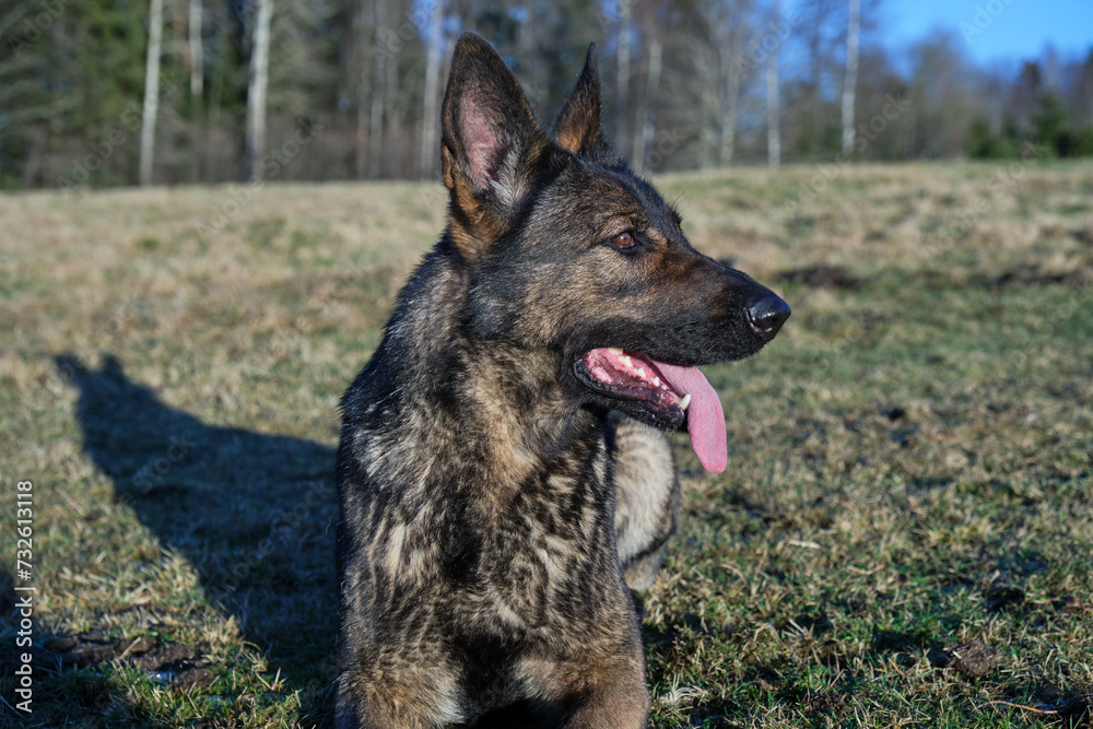 beautiful gray German Shepherd dog in a meadow in Sweden countryside