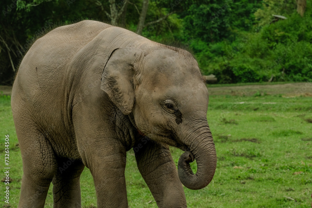 Fototapeta premium Young Elephant Calf Grazing Peacefully in the Thailand Countryside Rainforest Jungle 