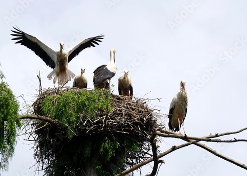 Viele Störche auf einem Nest ein Storch im Anflug