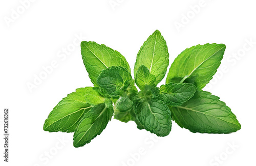 Fresh mint leaves on transparent background