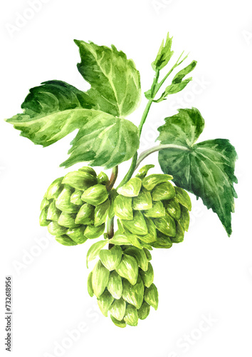 Fresh green hops branch (Humulus lupulus) and hop leaves., Hand drawn watercolor illustration isolated on white background 
