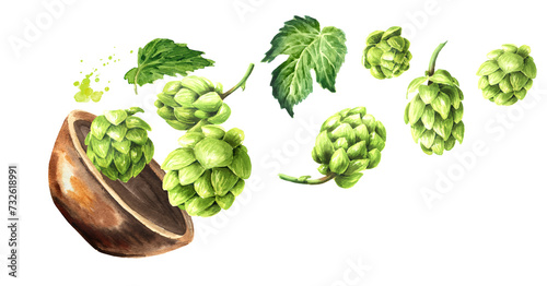 Falling Fresh green hops (Humulus lupulus) and hop leaves. Hand drawn watercolor illustration isolated on white background photo