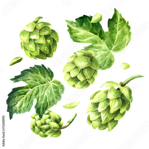 Falling Fresh green hops (Humulus lupulus) and hop leaf set, Hand drawn watercolor illustration isolated on white background