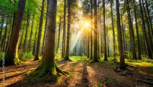 Footpath in the forest with sunrise