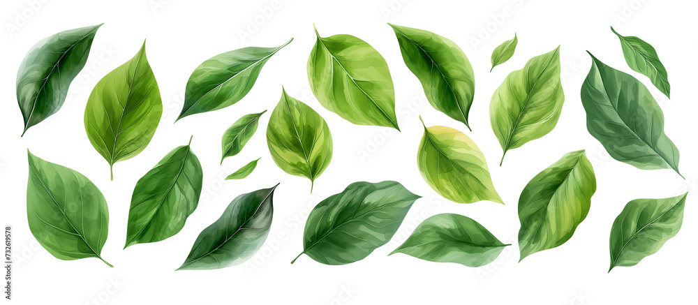 Water color floral leaves set isolated in transparent PNG