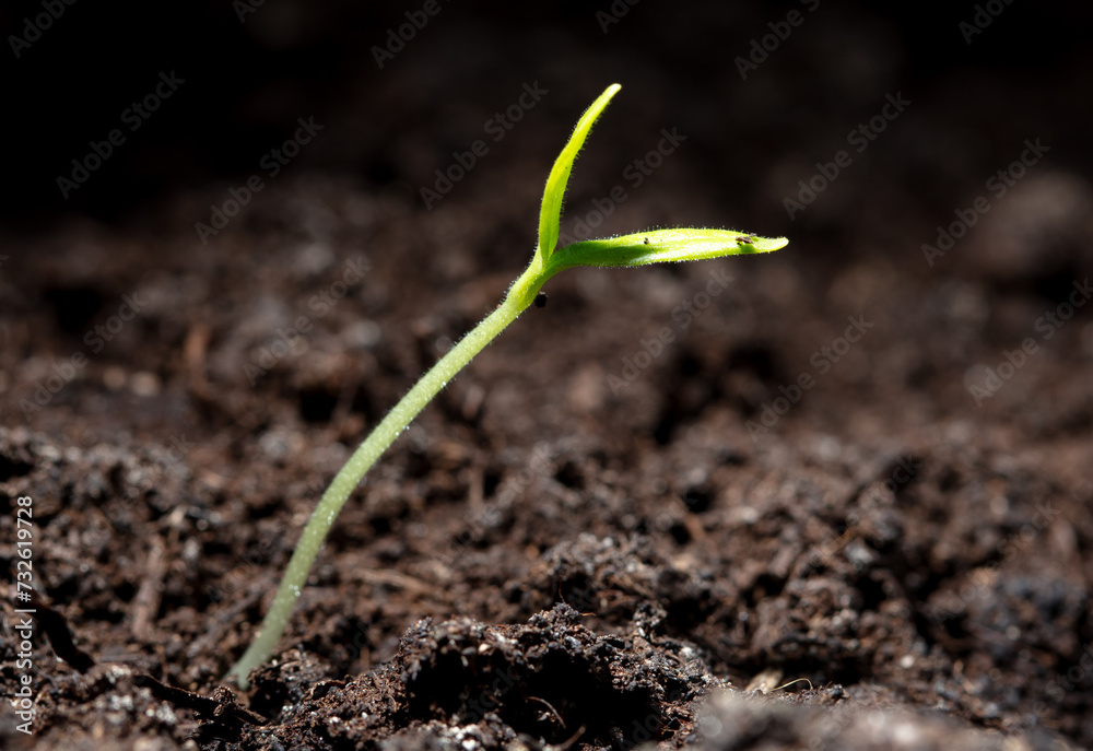 A tomato comes from a seed in the ground in the spring. Macro A tomato comes from a seed in the ground in the spring. Macro