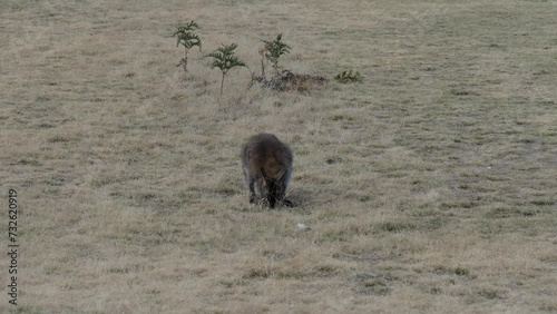 Adorable wallaby feeding on the grass of Narawntapu-National Park, Tasmania, Australia.  Cute little kangaroo on dry grassland. Australian wildlife. Tasmanian beautiful nature and wildlife. photo