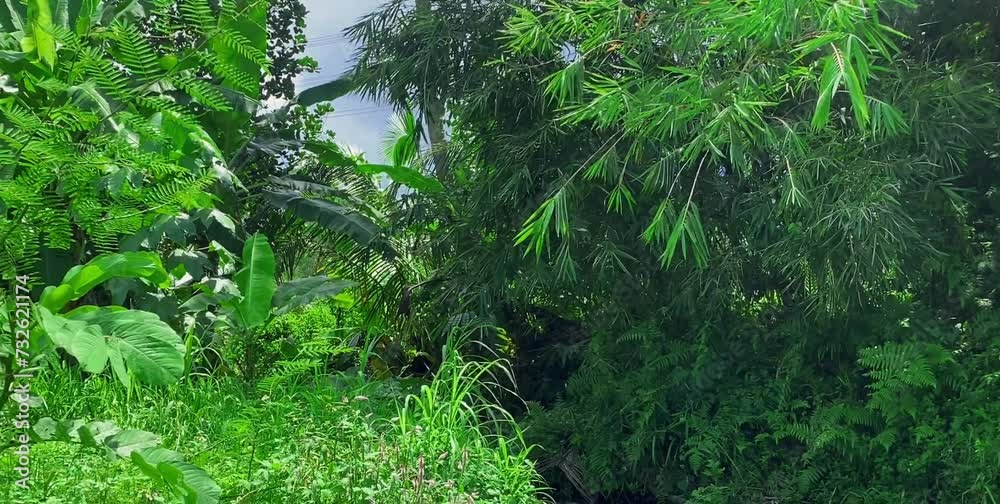 trees of various kinds that grow around the rice fields in mountainous areas trees of various kinds that grow around the rice fields in mountainous areas