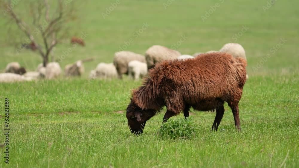 Funny sheep grazing in a green meadow. She chews on the grass and looks into the lens. Farm animal. Eat green grass near farm. Many white sheeps behind. Food concept Funny sheep grazing in a green meadow. She chews on the grass and looks into the lens. Farm animal. Eat green grass near farm. Many white sheeps behind. Food concept