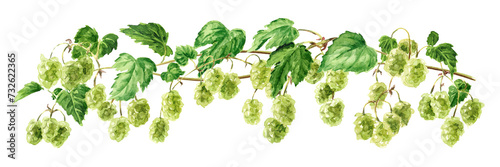 Fresh green hops (Humulus lupulus) branch., Hand drawn watercolor illustration isolated on white background