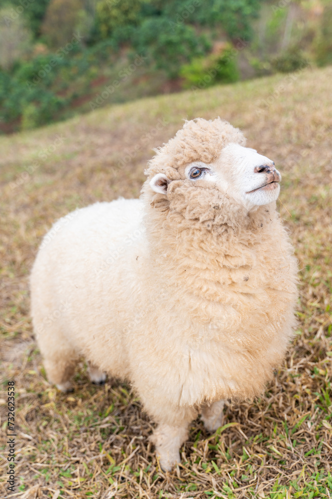 Fototapeta premium flock of sheep are walking in the meadow