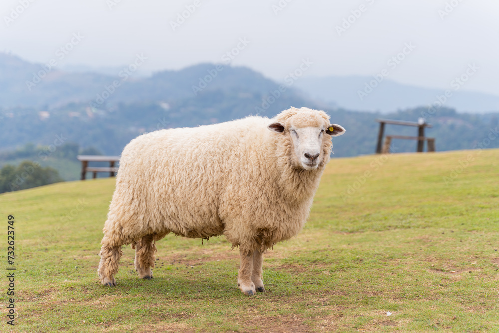 flock of sheep are walking in the meadow flock of sheep are walking in the meadow