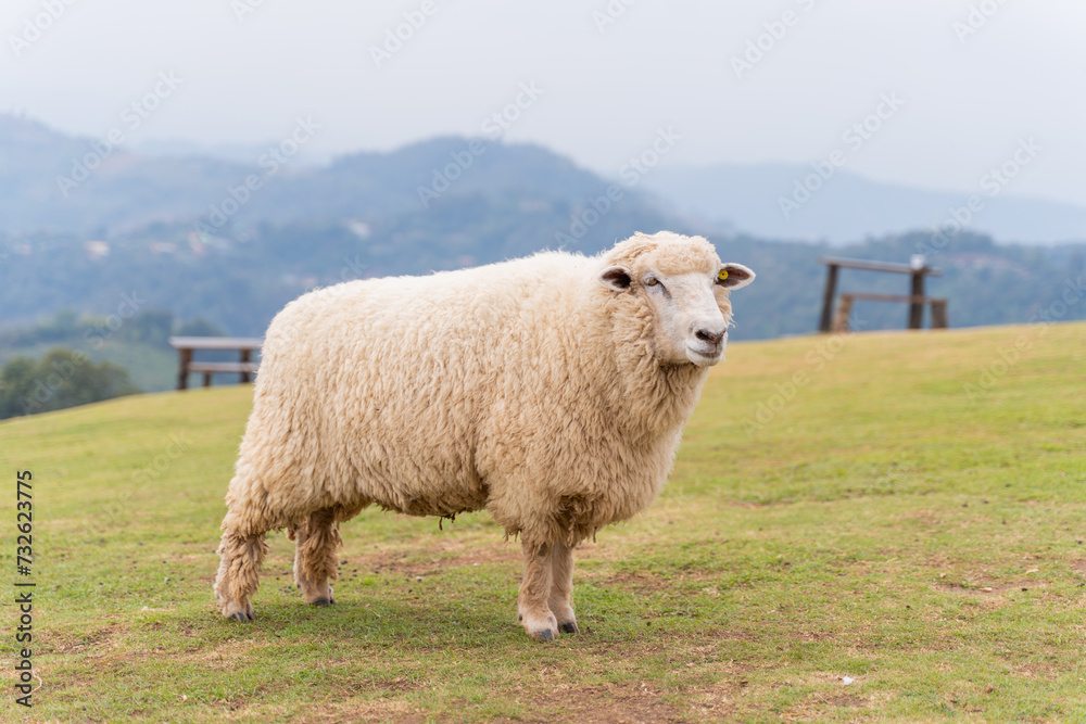 flock of sheep are walking in the meadow