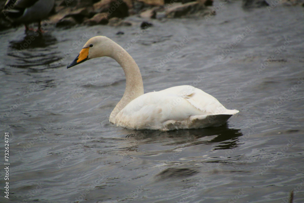 Fototapeta premium A close up of a Whooper Swan