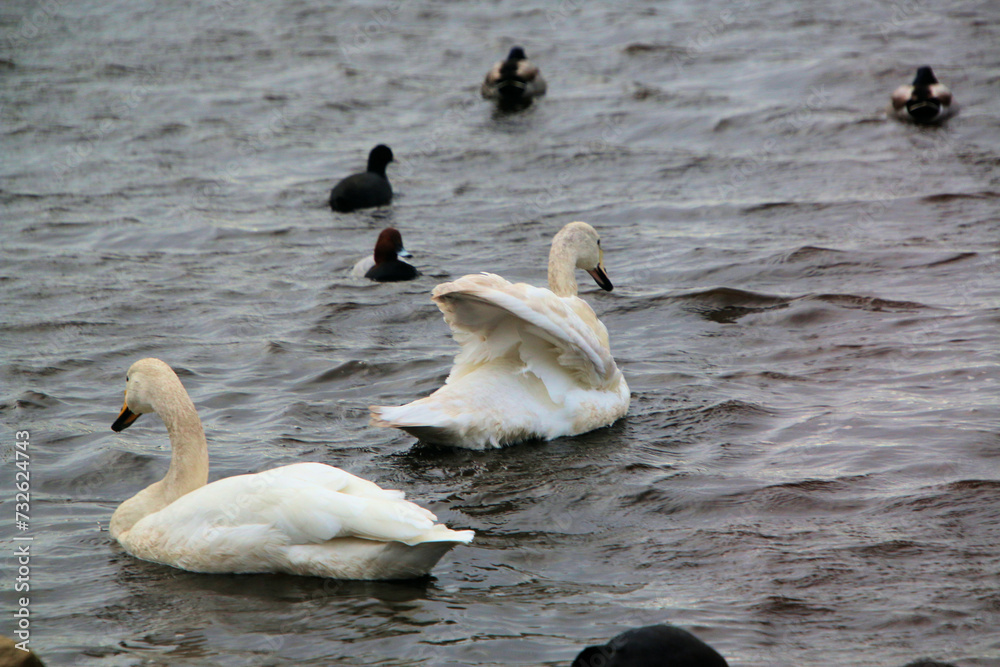 Fototapeta premium A close up of a Whooper Swan