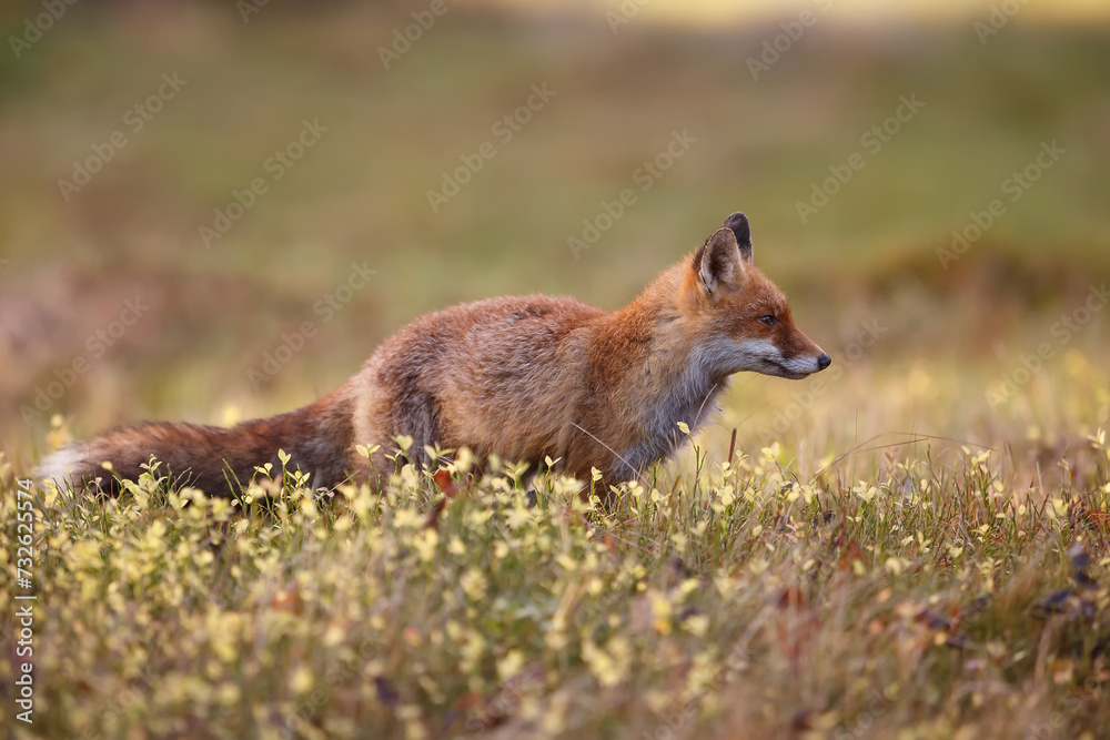 male red fox (Vulpes vulpes) in the low grass by the forest