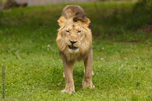 Fototapeta Naklejka Na Ścianę i Meble -  lion (Panthera leo) contemptuous expression