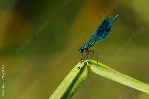 banded demoiselle (Calopteryx splendens ) above water © michal