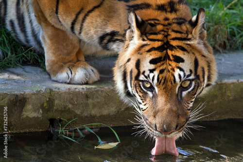 male Malayan tiger (Panthera tigris jacksoni) detail of him drinking