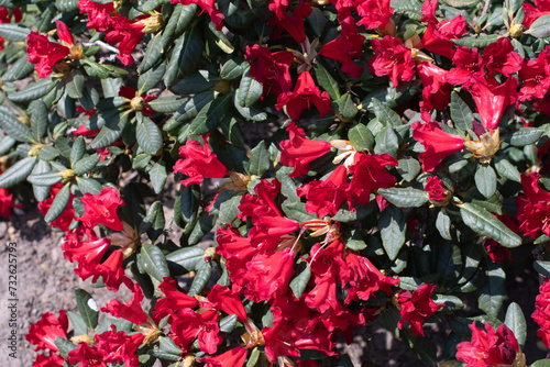 Fotografie dark red creeping rhododendron Scarlet Wonder, colorful with ruffled bell shaped