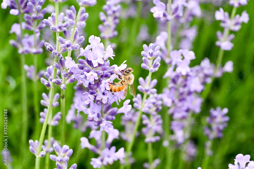 A bee on the  Lavandula angustifolia flower.