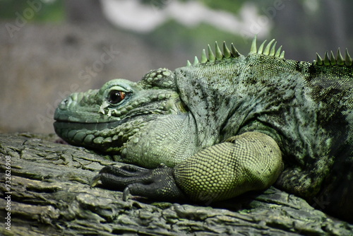 iguana on the tree