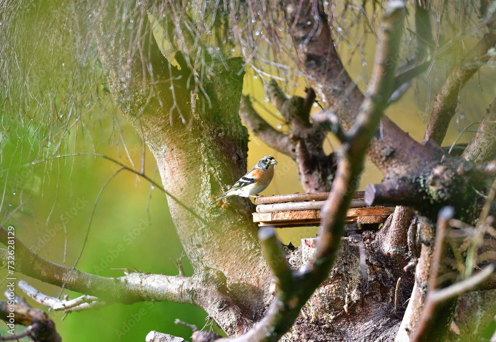 The brambling fringilla eating sunflowers seed in the feeder rack in the garden
