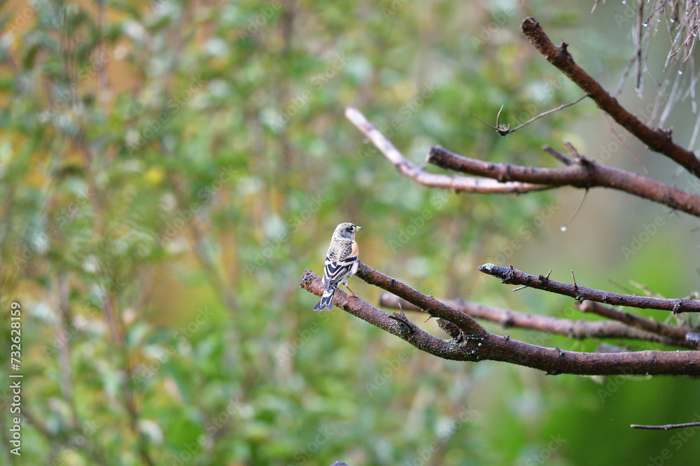 The brambling fringilla eating sunflowers seed in the feeder rack in the garden