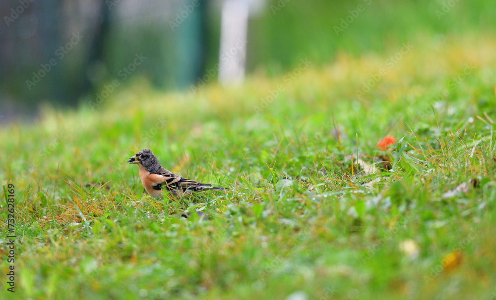 The brambling fringilla in the grass eating food and seeds