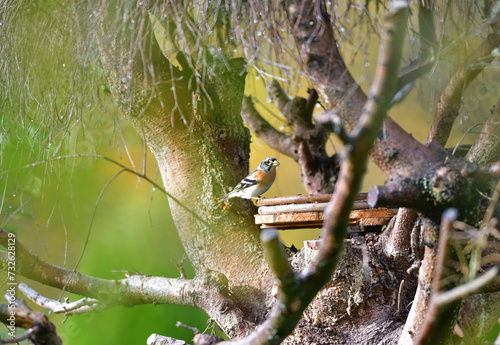 Obraz na płótnie The brambling fringilla eating sunflowers seed in the feeder rack in the garden w salonie