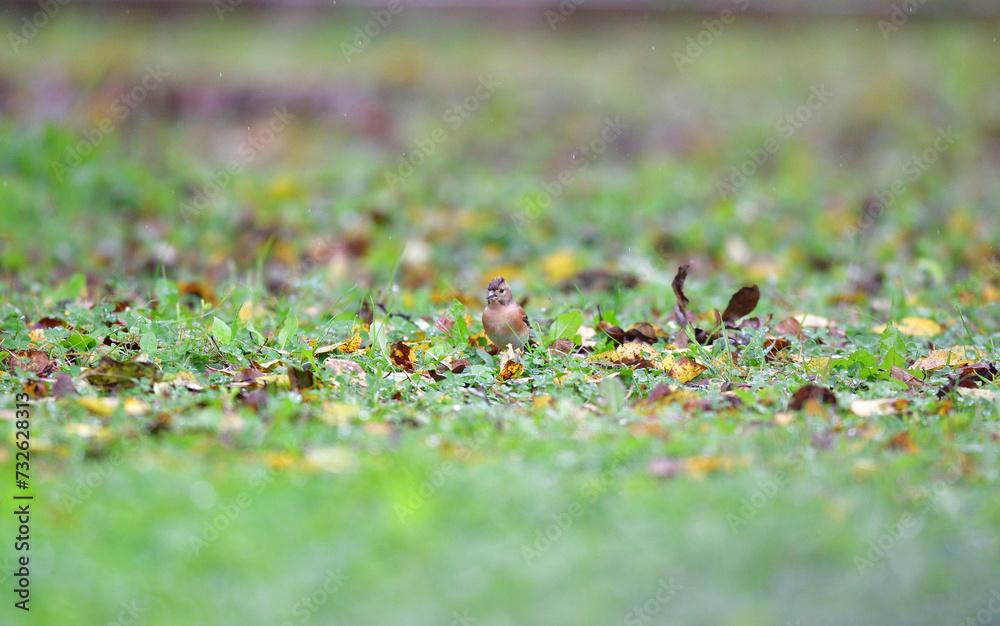 The brambling fringilla in the grass eating food and seeds