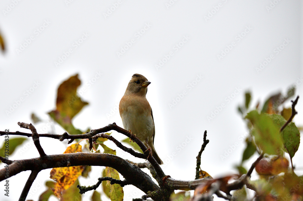 The brambling fringilla sitting on the brach in the forest