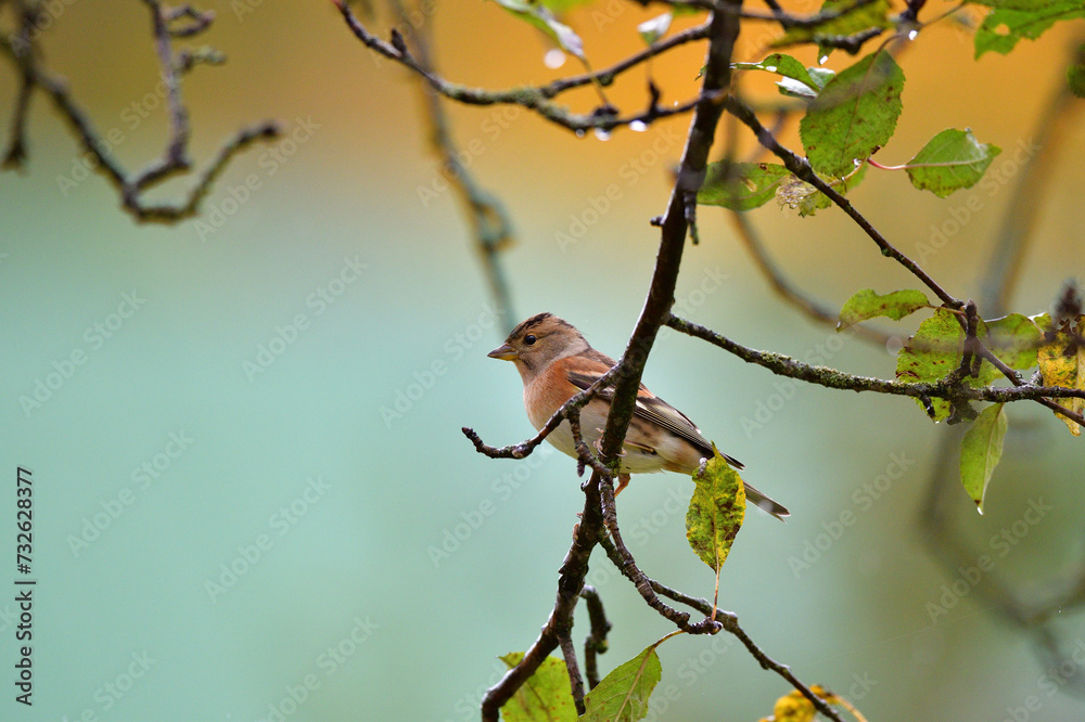 The brambling fringilla sitting on the brach in the forest