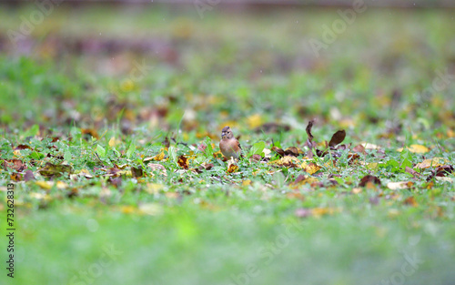 Obraz na płótnie The brambling fringilla in the grass eating food and seeds w salonie