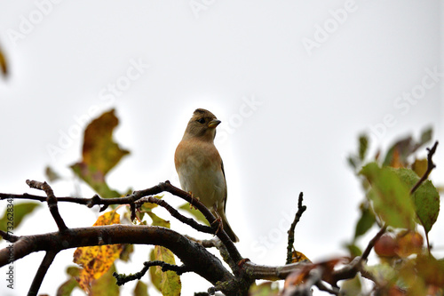 Obraz na płótnie The brambling fringilla sitting on the brach in the forest w salonie