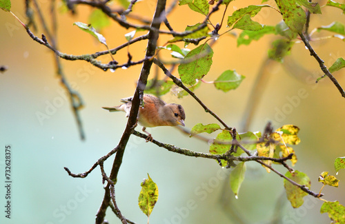 Obraz na płótnie The brambling fringilla sitting on the brach in the forest w salonie