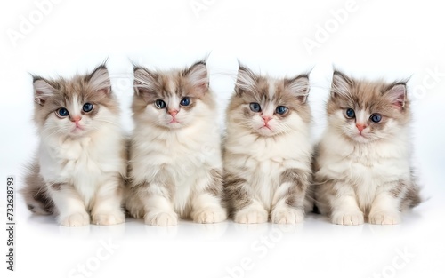 Four ragdoll kittens isolated on white background with copyspace