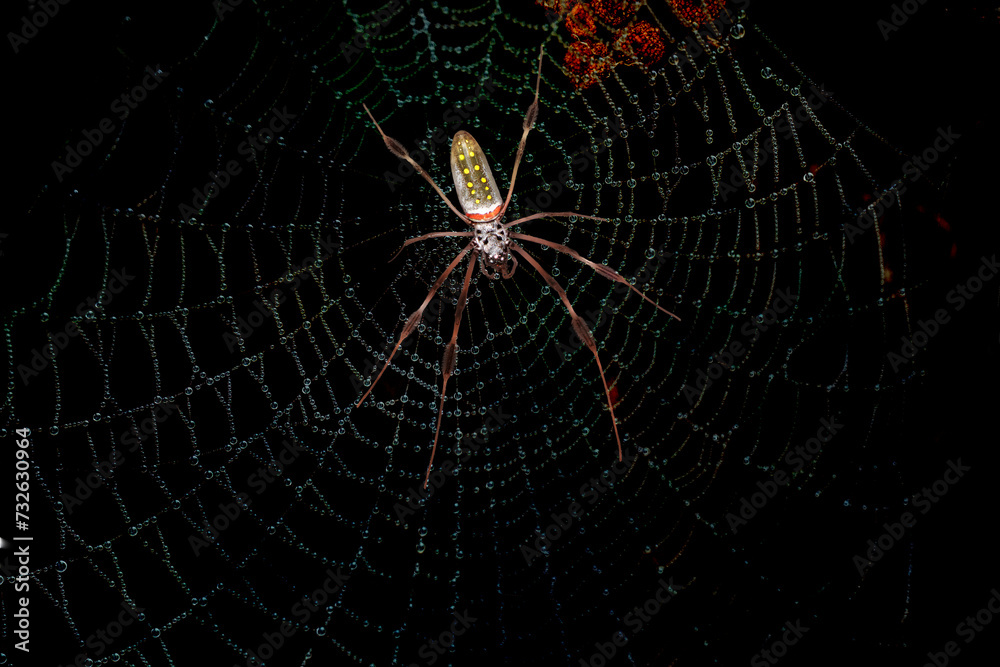 Spider hunting in its web