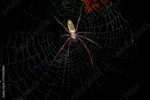 Spider hunting in its web